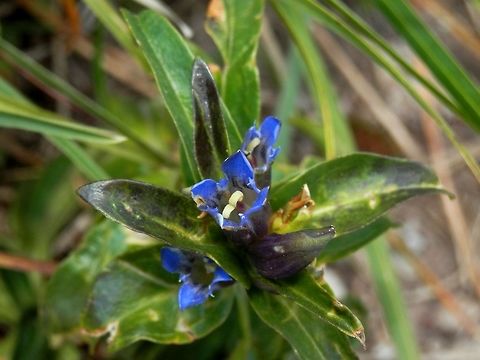 Cross gentian This is not the best specimen but it was the only one that was blooming.  Bulgaria,Gentiana cruciata,Geotagged
