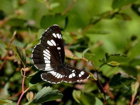 Hungarian glider  Geotagged,Neptis rivularis,Romania,Summer