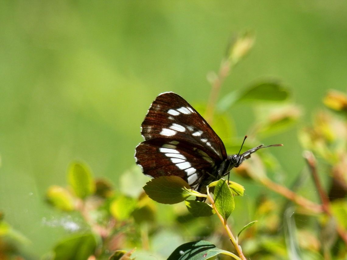 Hungarian glider underside  Neptis rivularis,Romania