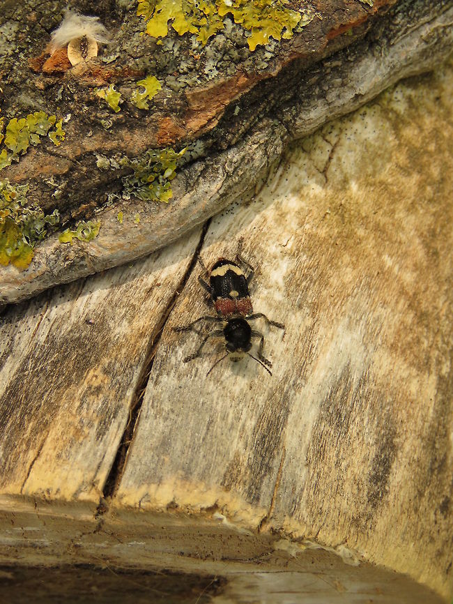Checkered beetle  Cleridae,Clerus,Clerus mutillarius,Greece