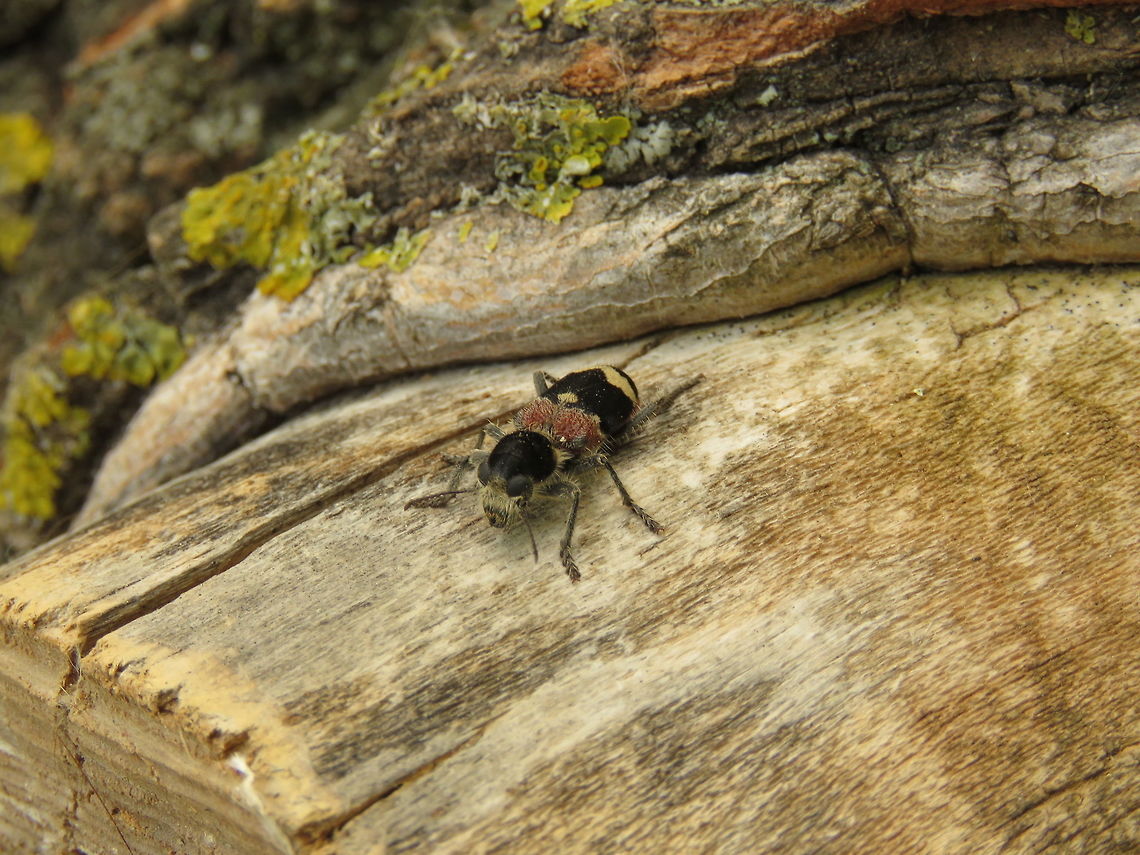 Checkered beetle  Cleridae,Clerus,Clerus mutillarius,Greece