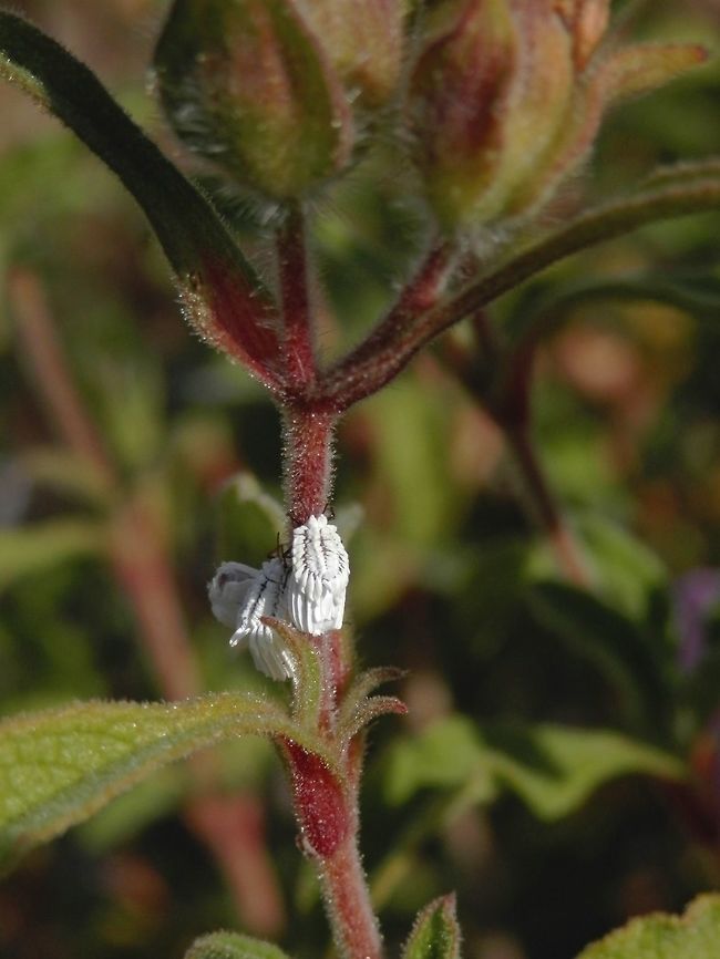 Ensign coccid  Nettle ensign scale,Orthezia urticae