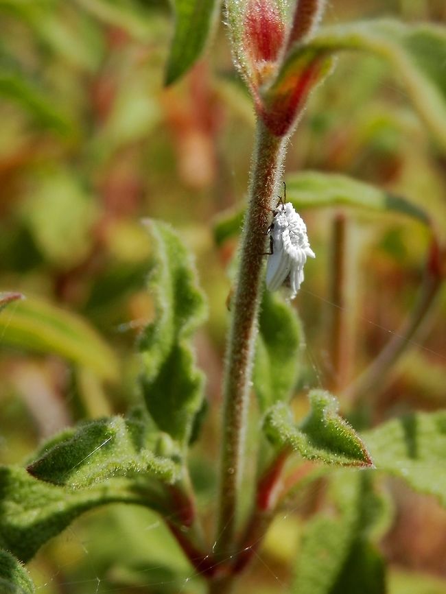 Ensign coccid  Greece,Nettle ensign scale,Orthezia urticae