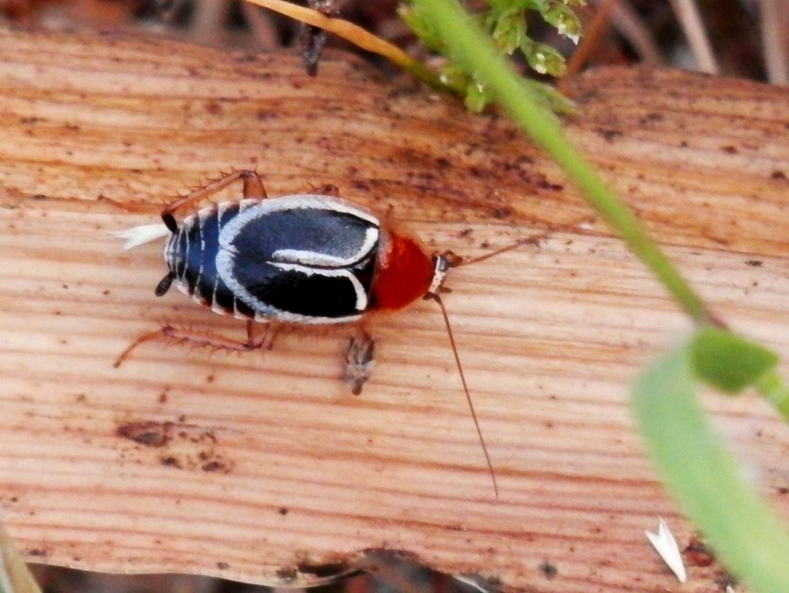 Phyllodromica marginata subspecies erythronota  Greece,Phyllodromica marginata,Thasos Island