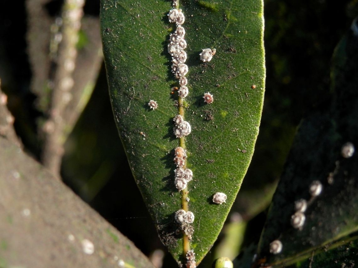 Fig wax scale  Ceroplastes rusci,Fig wax scale,Italy