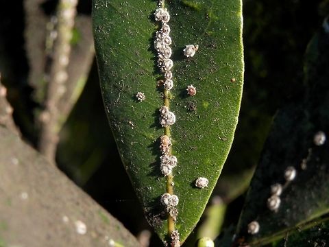Fig wax scale  Ceroplastes rusci,Fig wax scale,Italy