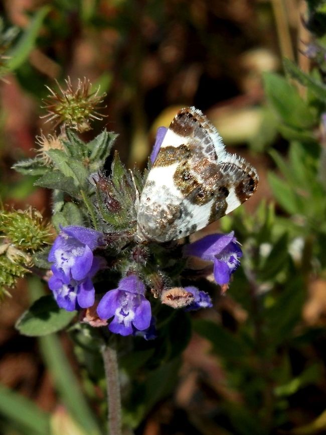 Pale shoulder  Acontia lucida,Greece