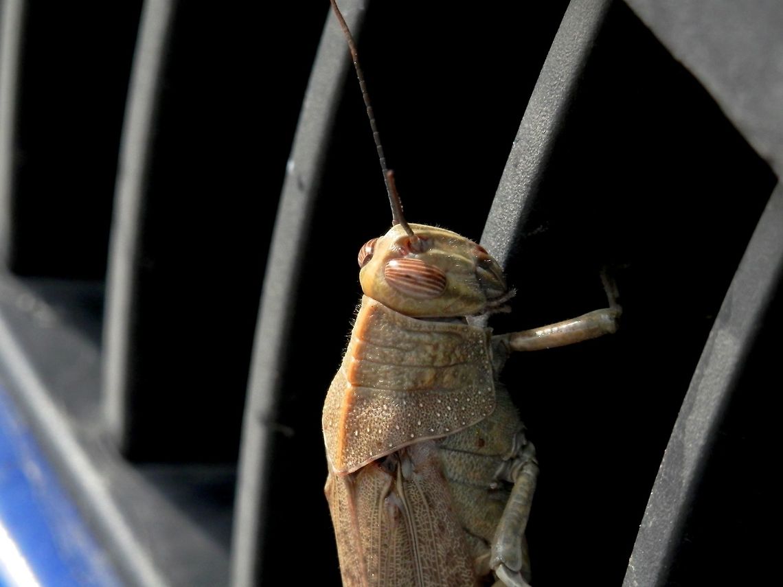 Egyptian locust Full body<br />
<figure class="photo"><a href="https://www.jungledragon.com/image/43562/egyptian_locust.html" title="Egyptian locust"><img src="https://s3.amazonaws.com/media.jungledragon.com/images/651/43562_thumb.JPG?AWSAccessKeyId=05GMT0V3GWVNE7GGM1R2&Expires=1759968010&Signature=ALcFbcONNkhvderX6RqIcMiO0l4%3D" width="114" height="152" alt="Egyptian locust It had climbed on our car. One of the hind legs was missing.<br />
Close-up<br />
https://www.jungledragon.com/image/43561/egyptian_locust.html<br />
https://www.jungledragon.com/image/43563/egyptian_locust.html Anacridium aegyptium,Egyptian Locust,Geotagged,Greece,Spring" /></a></figure> Anacridium aegyptium,Egyptian Locust,Greece