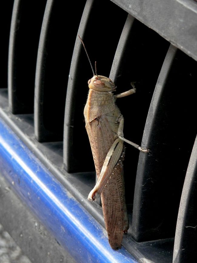 Egyptian locust It had climbed on our car. One of the hind legs was missing.<br />
Close-up<br />
<figure class="photo"><a href="https://www.jungledragon.com/image/43561/egyptian_locust.html" title="Egyptian locust"><img src="https://s3.amazonaws.com/media.jungledragon.com/images/651/43561_thumb.JPG?AWSAccessKeyId=05GMT0V3GWVNE7GGM1R2&Expires=1759968010&Signature=VrCIU%2F%2FWlFmmM8TyNpVwT747Uu4%3D" width="200" height="150" alt="Egyptian locust Full body<br />
https://www.jungledragon.com/image/43562/egyptian_locust.html Anacridium aegyptium,Egyptian Locust,Greece" /></a></figure><br />
<figure class="photo"><a href="https://www.jungledragon.com/image/43563/egyptian_locust.html" title="Egyptian locust"><img src="https://s3.amazonaws.com/media.jungledragon.com/images/651/43563_thumb.JPG?AWSAccessKeyId=05GMT0V3GWVNE7GGM1R2&Expires=1759968010&Signature=tk8QGJgTVWDjowtFBc5gpoph0Uk%3D" width="200" height="150" alt="Egyptian locust Full body<br />
https://www.jungledragon.com/image/43562/egyptian_locust.html Anacridium aegyptium,Egyptian Locust,Greece" /></a></figure> Anacridium aegyptium,Egyptian Locust,Geotagged,Greece,Spring
