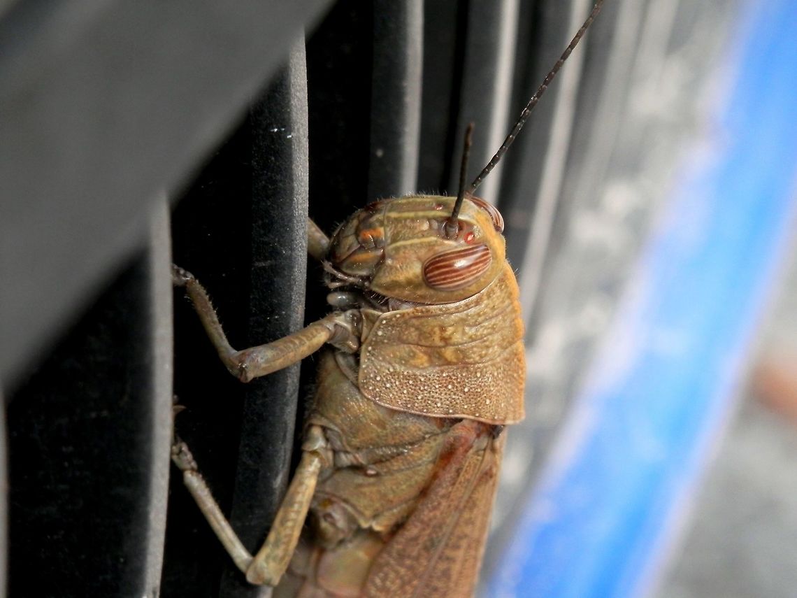 Egyptian locust Full body<br />
<figure class="photo"><a href="https://www.jungledragon.com/image/43562/egyptian_locust.html" title="Egyptian locust"><img src="https://s3.amazonaws.com/media.jungledragon.com/images/651/43562_thumb.JPG?AWSAccessKeyId=05GMT0V3GWVNE7GGM1R2&Expires=1763596810&Signature=MOXCLdiD12FDZLKPw7G1zkd7VBk%3D" width="114" height="152" alt="Egyptian locust It had climbed on our car. One of the hind legs was missing.<br />
Close-up<br />
https://www.jungledragon.com/image/43561/egyptian_locust.html<br />
https://www.jungledragon.com/image/43563/egyptian_locust.html Anacridium aegyptium,Egyptian Locust,Geotagged,Greece,Spring" /></a></figure> Anacridium aegyptium,Egyptian Locust,Greece