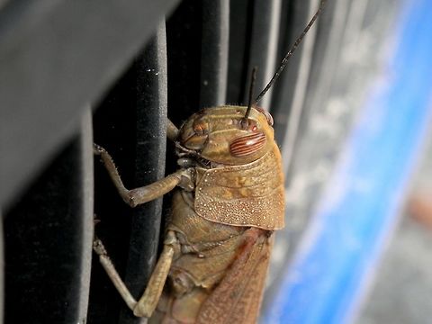 Egyptian locust Full body
https://www.jungledragon.com/image/43562/egyptian_locust.html Anacridium aegyptium,Egyptian Locust,Greece