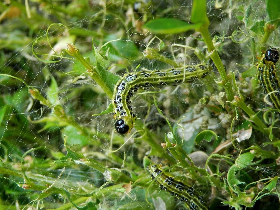 Box tree moth caterpillar  Box tree moth,Bulgaria,Cydalima perspectalis,Geotagged,Invasive species,Summer