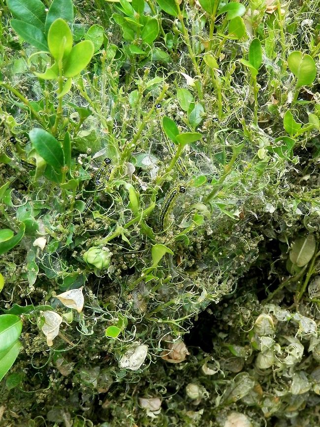 Box tree moth larval feeding damage There is nothing much left of the box tree - only the stems, the contour of the leaves and frass. Box tree moth,Bulgaria,Cydalima perspectalis