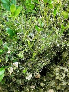 Box tree moth larval feeding damage There is nothing much left of the box tree - only the stems, the contour of the leaves and frass. Box tree moth,Bulgaria,Cydalima perspectalis