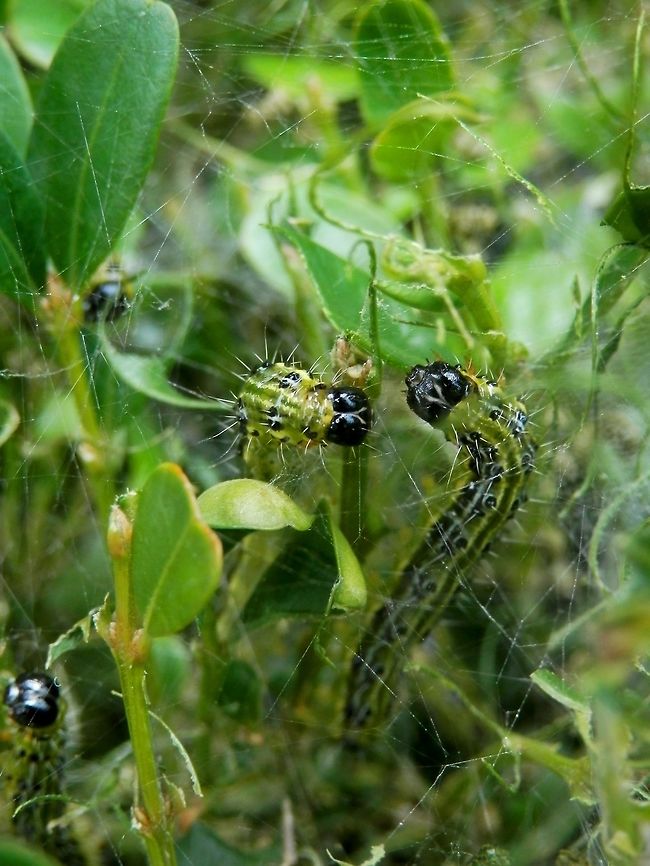 Box tree moth caterpillars They often bump into each other and start a fight. Box tree moth,Bulgaria,Cydalima perspectalis
