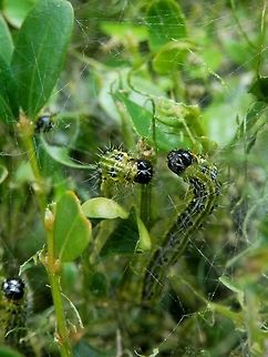 Box tree moth caterpillars They often bump into each other and start a fight. Box tree moth,Bulgaria,Cydalima perspectalis