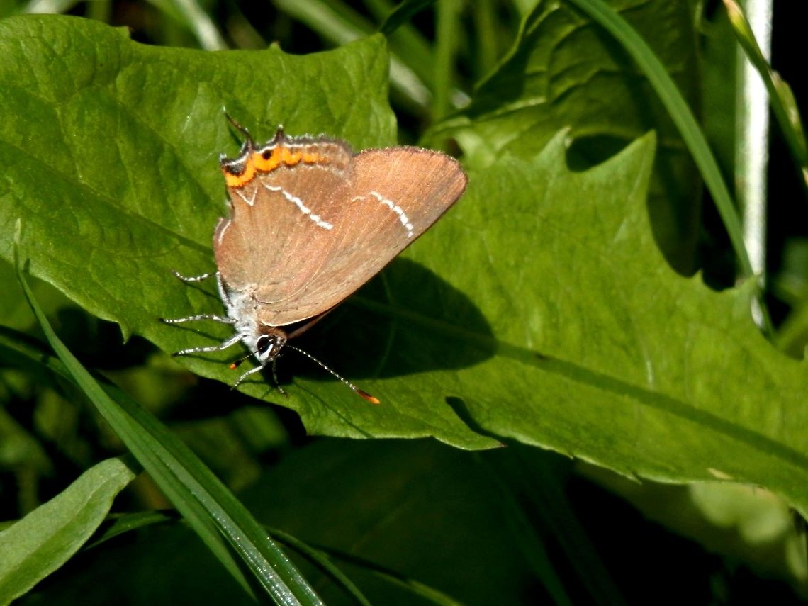 White-letter hairstreak  Bulgaria,Geotagged,Satyrium w-album,Summer,White-letter hairstreak
