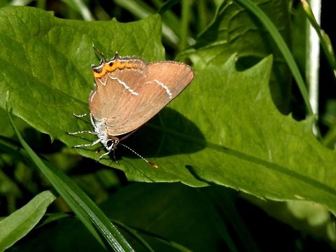 White-letter hairstreak  Bulgaria,Geotagged,Satyrium w-album,Summer,White-letter hairstreak