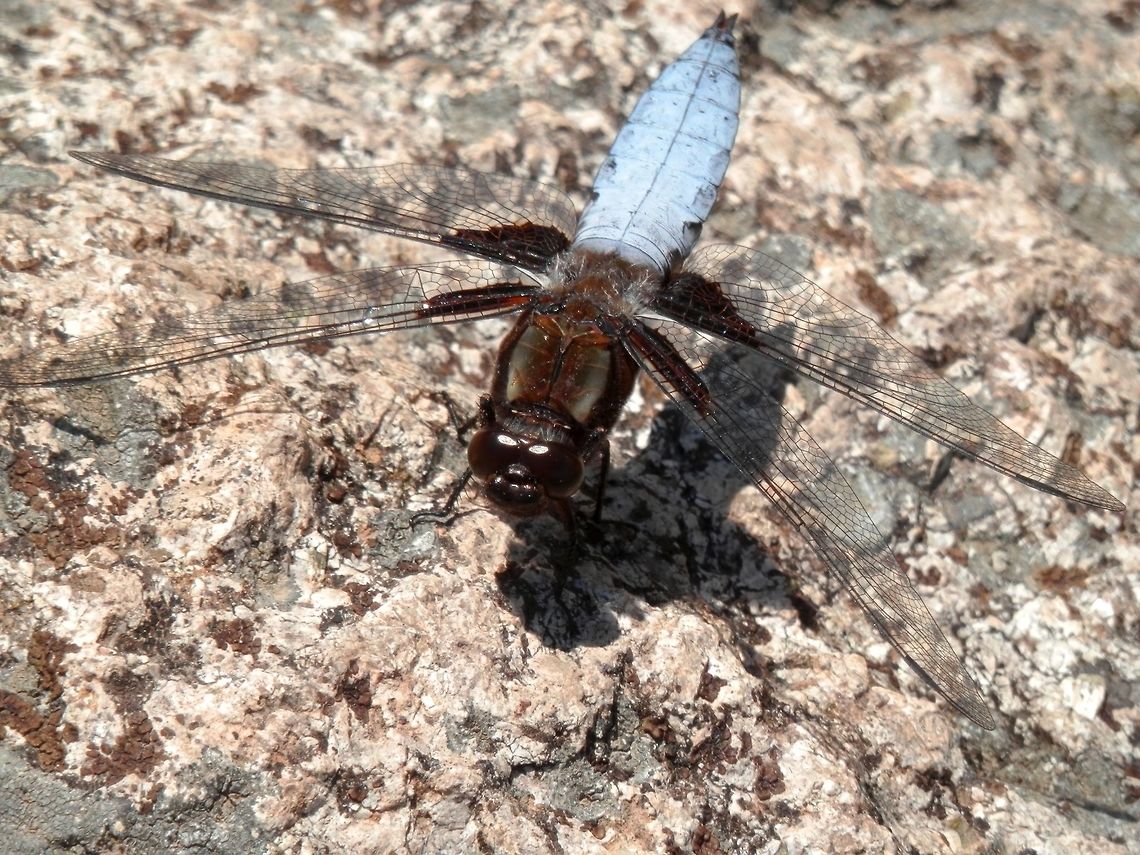 Broad-bodied chaser  Broad-bodied chaser,Bulgaria,Geotagged,Libellula depressa,Spring,Strandzha Nature Park