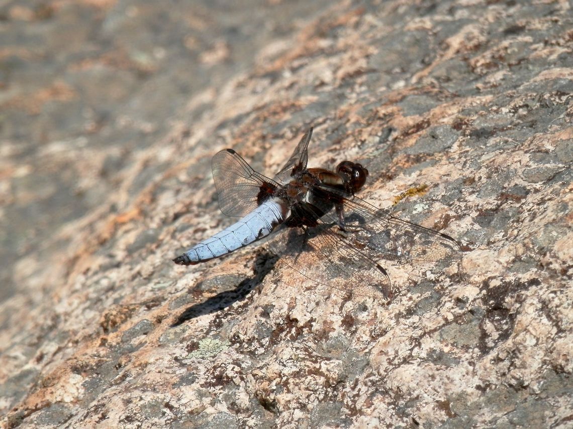 Broad-bodied chaser  Broad-bodied chaser,Bulgaria,Libellula depressa,Strandzha Nature Park