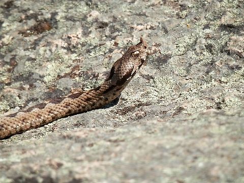 Nose-horned viper  Bulgaria,Nose-horned viper,Strandzha Nature Park,Vipera ammodytes