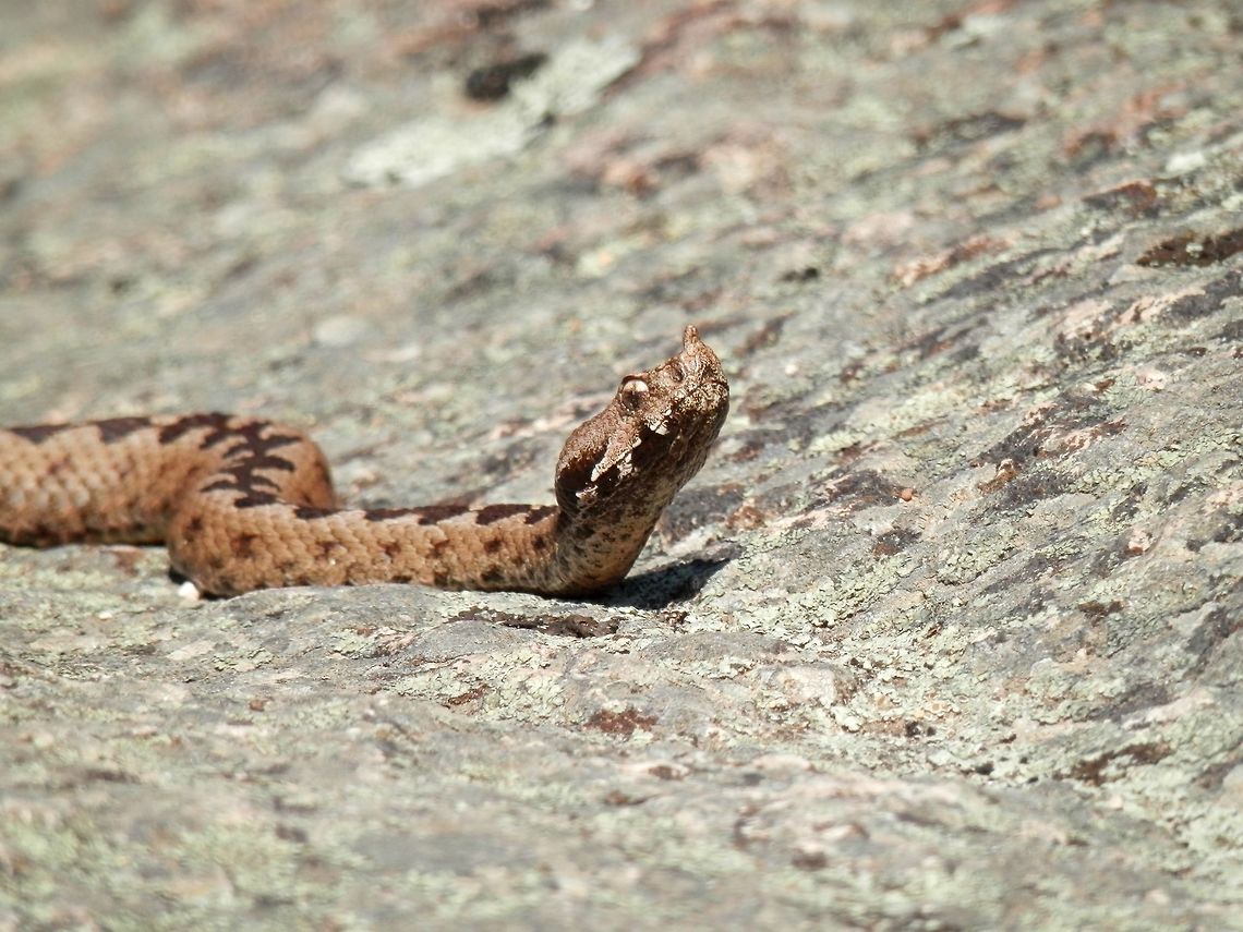 Nose-horned viper  Bulgaria,Geotagged,Nose-horned viper,Spring,Strandzha Nature Park,Vipera ammodytes
