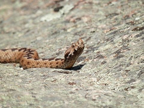 Nose-horned viper  Bulgaria,Geotagged,Nose-horned viper,Spring,Strandzha Nature Park,Vipera ammodytes