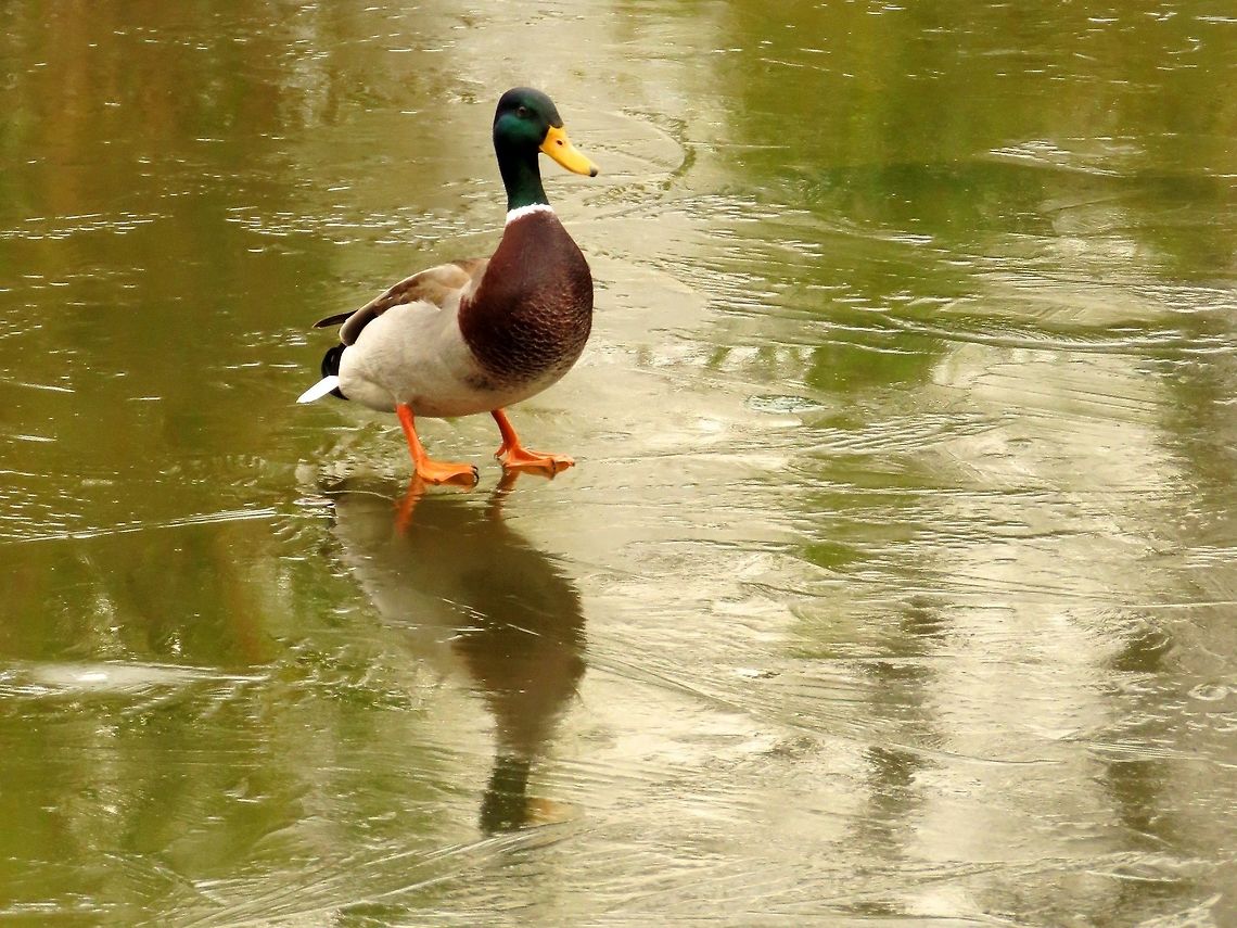 Walking on thin ice Jardin des Tuileries, Paris Anas platyrhynchos,Mallard