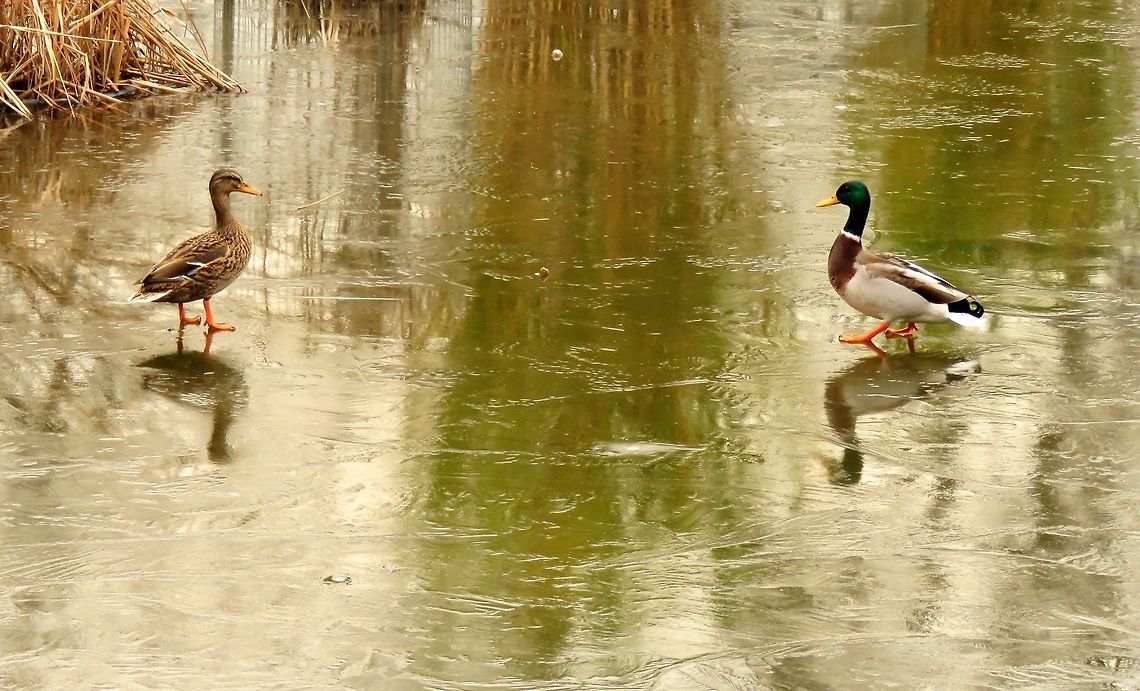 Walking on thin ice Jardin des Tuileries, Paris Anas platyrhynchos,France,Geotagged,Mallard,Winter