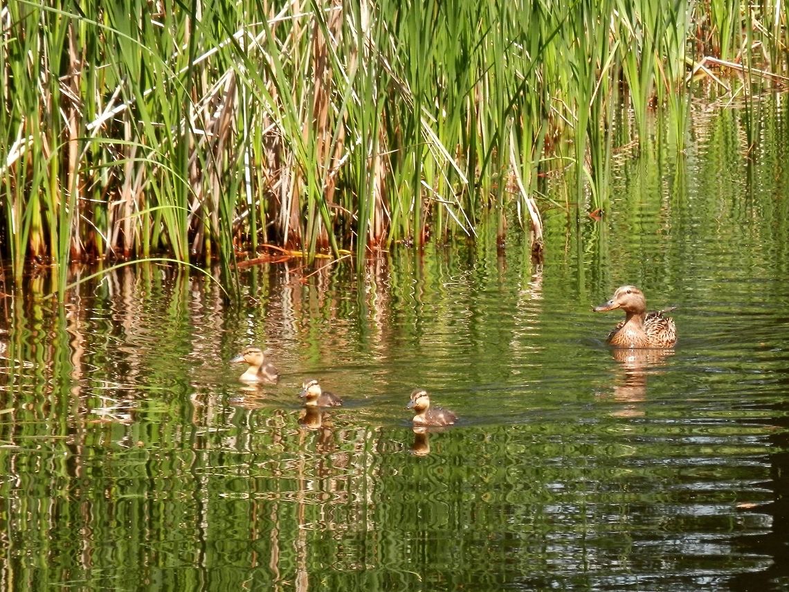 Mallard ducklings  Anas platyrhynchos,Bulgaria,Mallard,South park