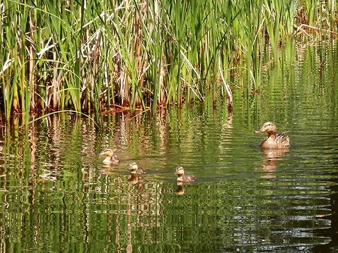 Mallard ducklings  Anas platyrhynchos,Bulgaria,Mallard,South park