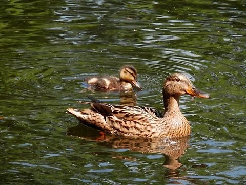Mallard duckling  Anas platyrhynchos,Bulgaria,Mallard,South park