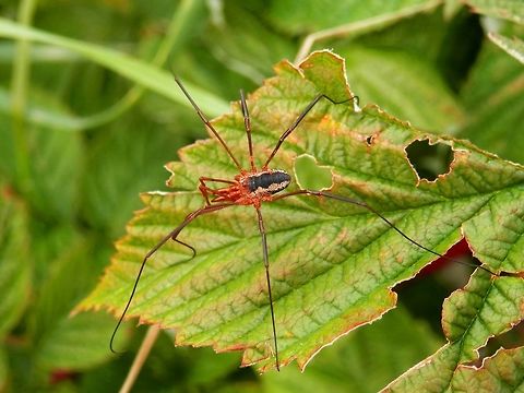 Harvestman Phalangium opilio (male) Adult male Phalangium opilio - easily identified by the positively HUGE cones on the chelicera and the extremely long palps Bulgaria,Daddy longlegs,Geotagged,Opiliones,Phalangium opilio,Summer,Vitosha Mountain Nature Park
