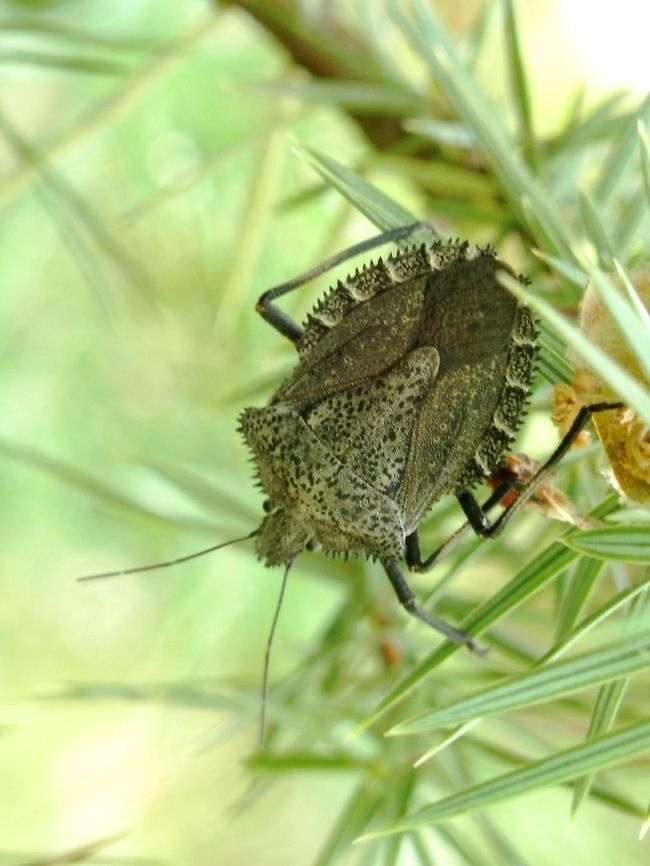 Spiny shield bug A very characteristic stink bug and one of few representatives of the tribe Halyini in Europe  Bulgaria,Geotagged,Halyini,Heteroptera,Likana Protected Site,Mustha spinosula,Pentatomidae,Spring