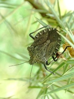 Spiny shield bug A very characteristic stink bug and one of few representatives of the tribe Halyini in Europe  Bulgaria,Geotagged,Halyini,Heteroptera,Likana Protected Site,Mustha spinosula,Pentatomidae,Spring