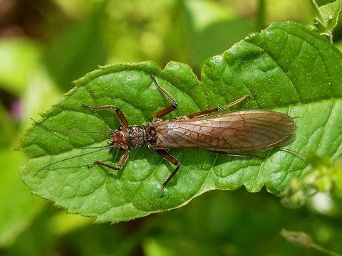 Stonefly (Plecoptera)  Geotagged,Serbia,Spring