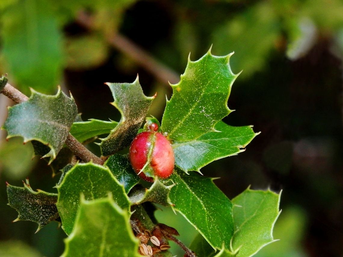 Plagiotrochus quercusilicis on Quercus coccifera At first sight this may look like a holly (Ilex aquifolium) with a fruit but it isn't. It is a red gall on a kermes oak leaf.<br />
<figure class="photo"><a href="https://www.jungledragon.com/image/13545/holly.html" title="Holly"><img src="https://s3.amazonaws.com/media.jungledragon.com/images/651/13545_thumb.JPG?AWSAccessKeyId=05GMT0V3GWVNE7GGM1R2&Expires=1769040010&Signature=iC%2FGtBbGn5u%2BeDzaZjiGFcq%2FHKg%3D" width="200" height="150" alt="Holly  France,Ilex aquifolium" /></a></figure> Greece,Plagiotrochus quercusilicis