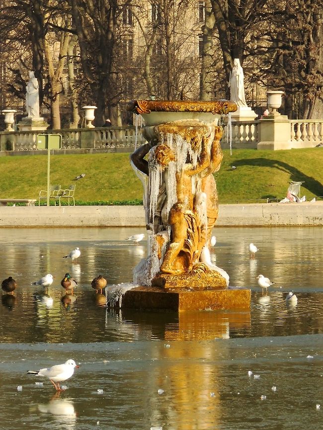 Birds at the frozen pool Birds at the Jardin du Luxembourg in Paris. Birds,Black-headed gull,Chroicocephalus ridibundus,France,Geotagged,Winter