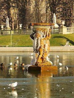 Birds at the frozen pool Birds at the Jardin du Luxembourg in Paris. Birds,Black-headed gull,Chroicocephalus ridibundus,France,Geotagged,Winter