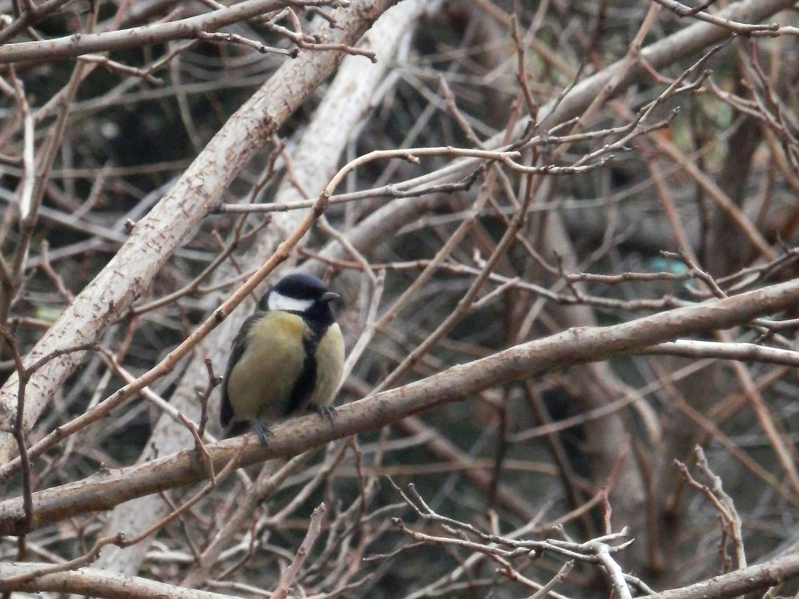 Great tit  Georgia,Great Tit,Parus major