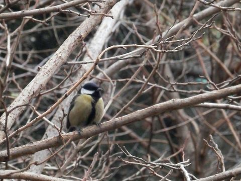 Great tit  Georgia,Great Tit,Parus major