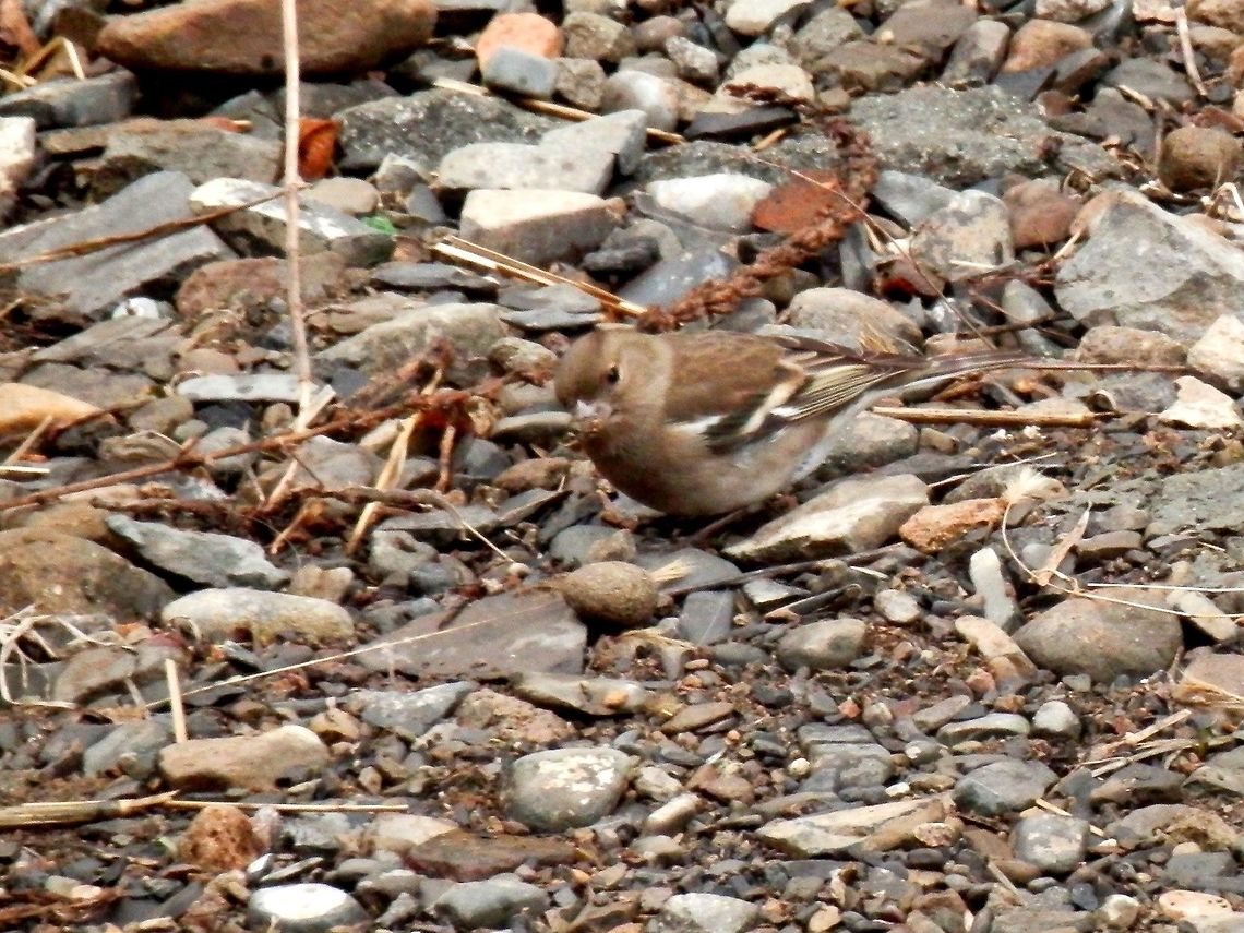 Chaffinch female  Chaffinch,Fringilla coelebs,Georgia