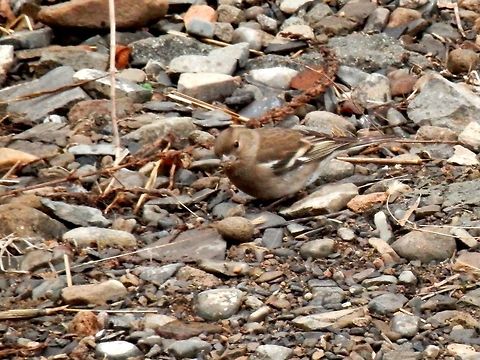 Chaffinch female  Chaffinch,Fringilla coelebs,Georgia