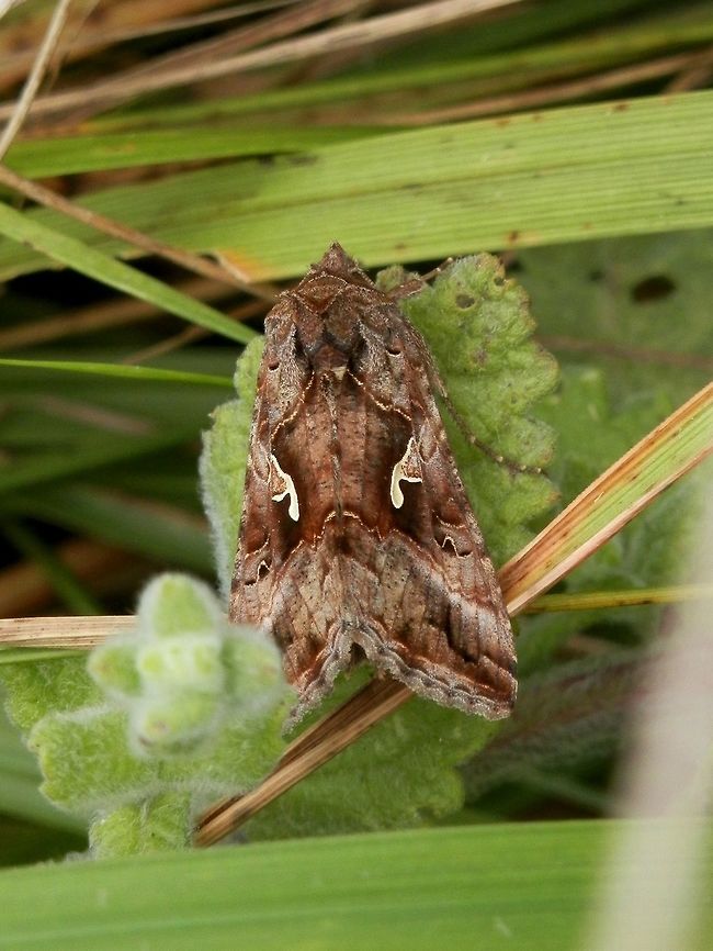 Silver Y moth  Autographa gamma,Bulgaria,Silver Y
