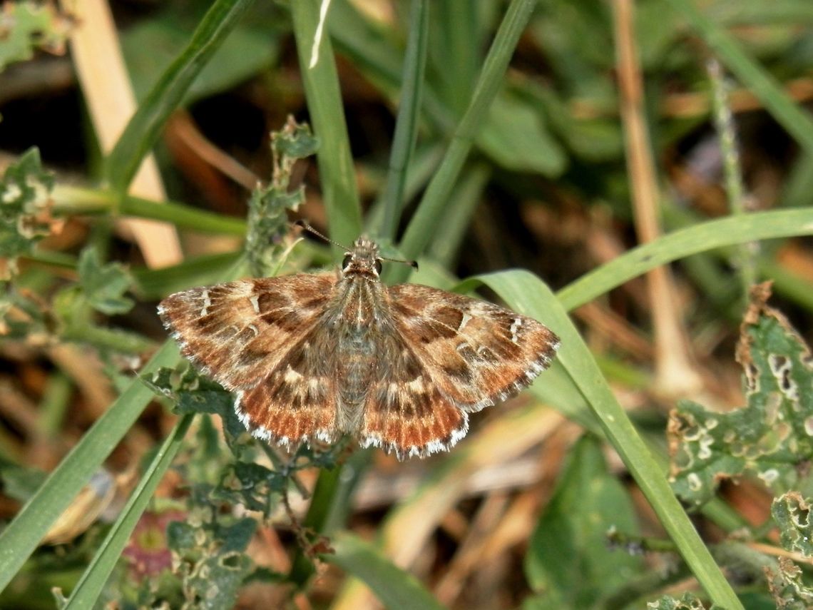 Mallow Skipper  Bulgaria,Carcharodus alceae,Mallow Skipper
