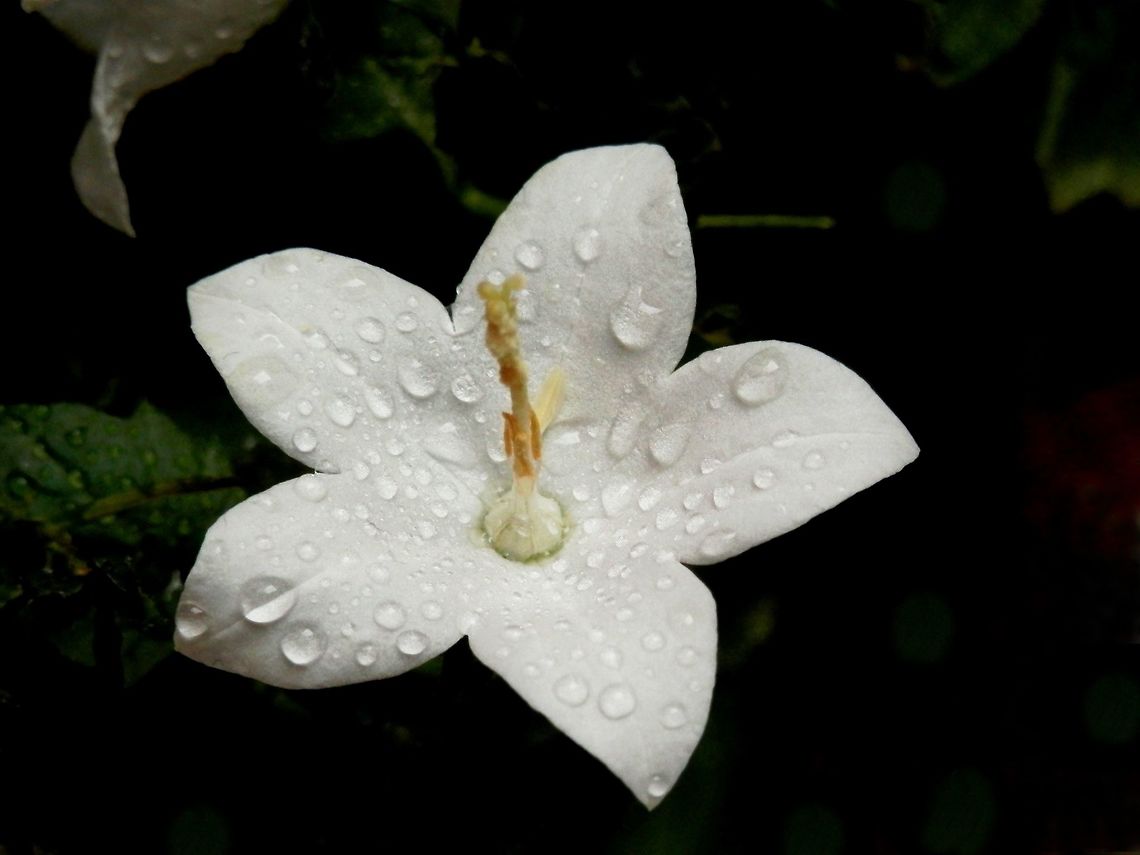 Italian bellflower Happy Valentine&#039;s Day!<br />
Best wishes to you all! Bulgaria,Campanula isophylla