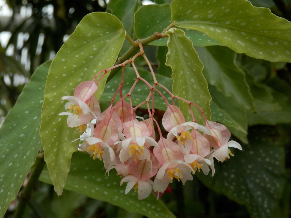 Spotted begonia  BAS Botanical garden,Begonia maculata,Bulgaria,Spotted begonia