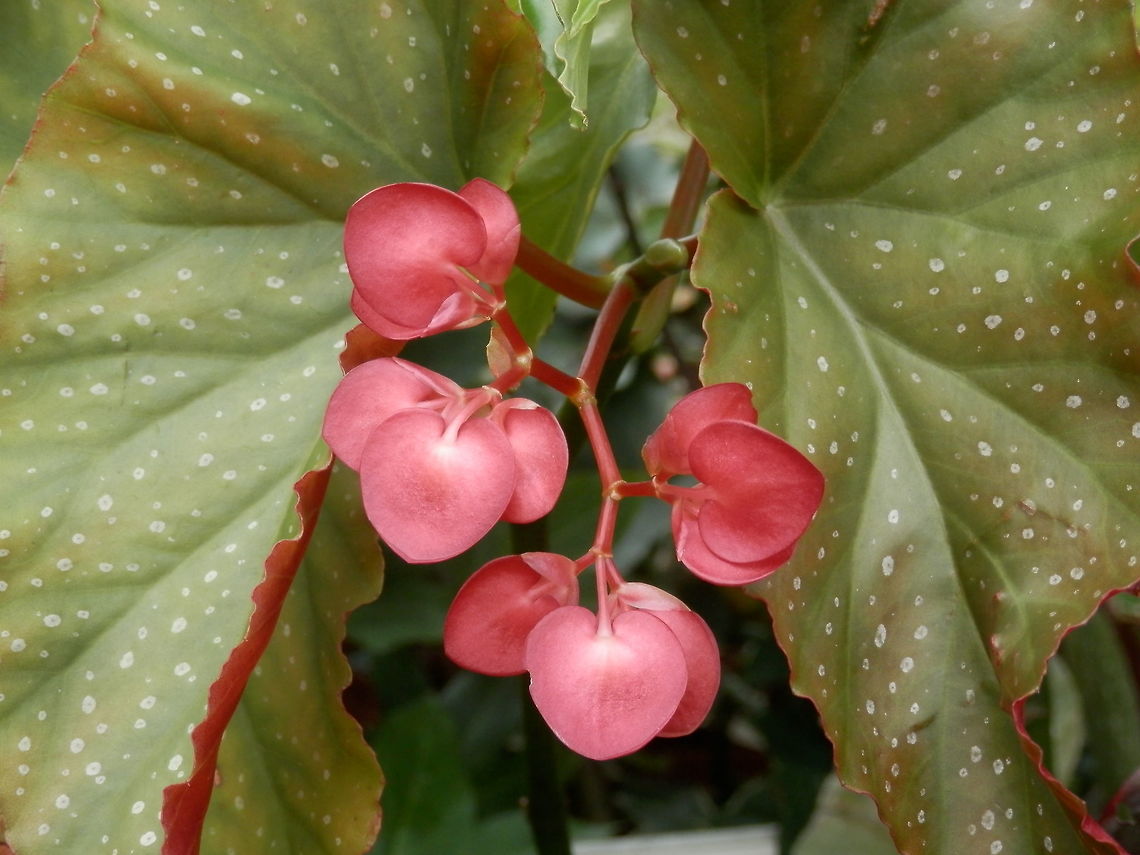 Spotted begonia  BAS Botanical garden,Begonia maculata,Bulgaria,Spotted begonia