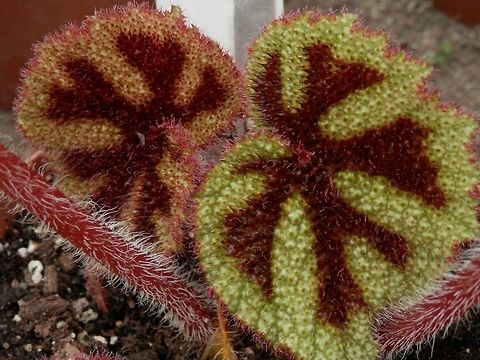Begonia masoniana  BAS Botanical garden,Begonia masoniana,Bulgaria