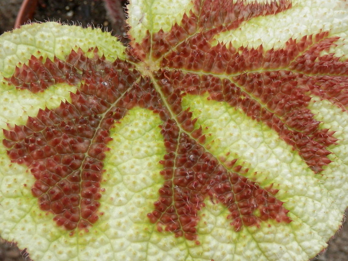 Begonia masoniana leaf close-up  BAS Botanical garden,Begonia masoniana,Bulgaria